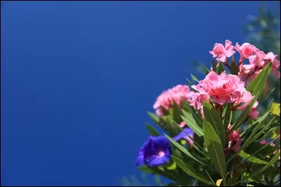 Il sera blanc, rouge, jaune, saumon aux fleurs simples ou doubles, selon les variétés.
