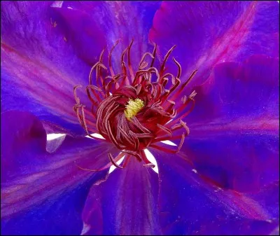 Une plongée au cœur de la/l' ----, fleur d'une plante grimpante.