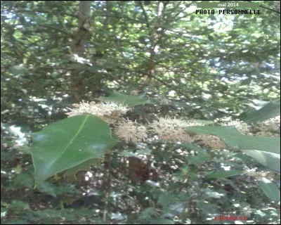 En fleurs au mois de mai.