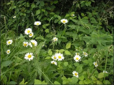 "Trois pétales
De scandale
Sur l'autel..."