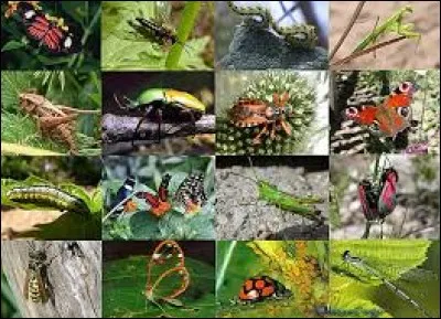 Qu'est-ce qu'un taon ?