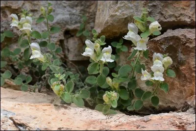Il porte vulgairement le surnom de gueule de loup en raison de la forme des fleurs.