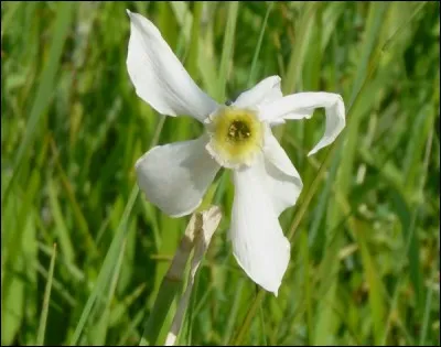 Fleur très odorante, entêtante dans un espace clos, habituée des terrains humides.