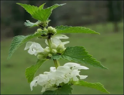 De quelle plante urticante proviennent ces jolies fleurs blanches que l'on n'a pas l'habitude de regarder de si près ?