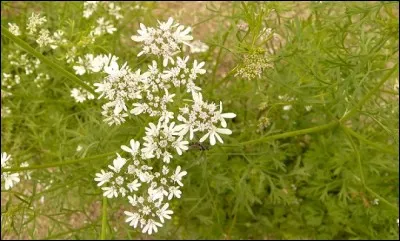 C'est une plante ombellifère, aromatique, nommée "mari de la punaise".