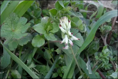 Quelle est cette plante aux fleurs blanches très joliment soulignées de pourpre.