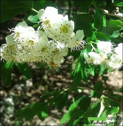 Il s'agit d'une floraison dégageant une fine senteur de miel. De quelles fleurs s'agit-il ?