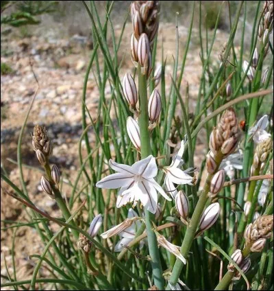 Elle est une belle catalane.