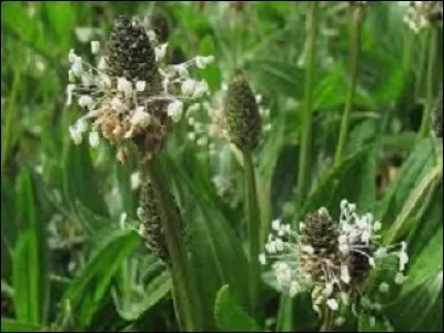 De quelles plantes aux mille vertus sont ces fleurs ?