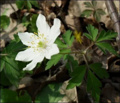 Que sont ces fleurs des bois ?