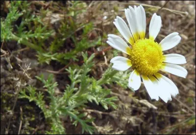 Cette fleurette fait partie du genre des anthémis.
