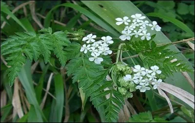 De quelle plante, surnommée persil des vaches, sont ces inflorescences ?
