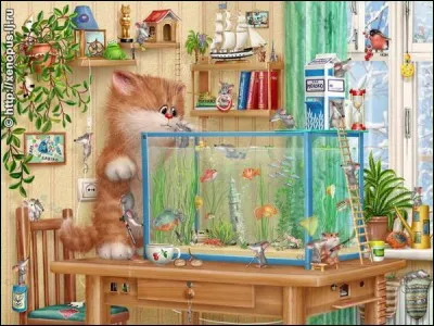 Dans l'aquarium, il y en a de toutes les espèces et de toutes les couleurs ! Que regarde le chat ?