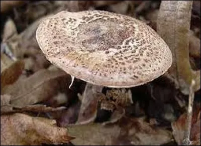 La lépiote brun incarnat est-elle un champignon mortel ?