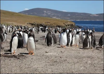 Que sont ces îles situées dans l'Atlantique sud, à 400 km de la Terre de Feu ?
