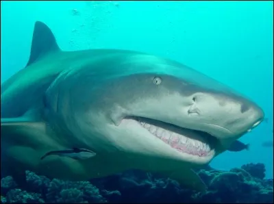 C'est un requin dormeur.