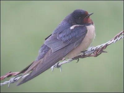 Elle aime placer son nid de boue séchée dans une encoignure, c'est pour cela qu'on l'appelle l'hirondelle des fenêtres. On la reconnaît à son croupion blanc.