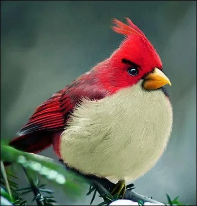 À la fin de l'hiver, les bandes de bouvreuils envahissent nos jardins et vergers, où ils décortiquent méthodiquement les bourgeons des arbres fruitiers .