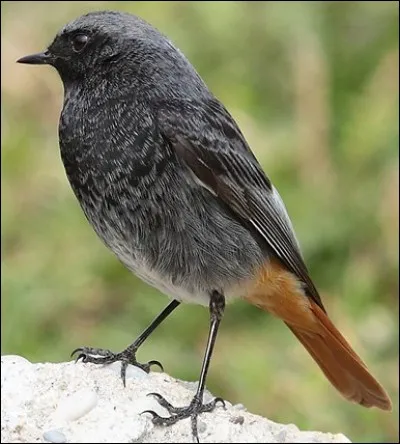 Son nid est un petit chef- d'oeuvre. Son vol est fait de courtes ondulations éclairées par des taches vives. C'est le chardonneret.