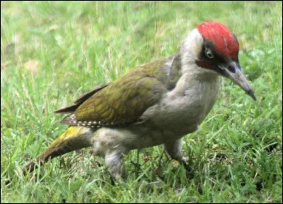 Il se tient une grande partie du temps dans le haut des arbres où il est très difficile de l'apercevoir. Il creuse sa loge très haut dans les arbres, jusqu'à 23m. C'est le mâle qui nourrit les petits. C'est le pic épeichette, le reconnaissez-vous ?