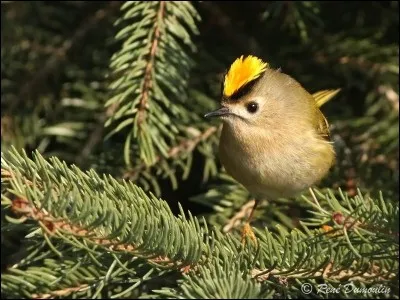 Il est plein de vie et de hardiesse, ce qu'il perd en taille, il le retrouve en courage. Mais les hivers rigoureux réduisent parfois considérablement ses populations. C'est le roitelet .