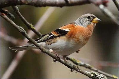 À la belle saison, le mâle du pinson est le plus bel oiseau qu'on puisse admirer dans les jardins publics. On l'appelle "pinson des arbres."