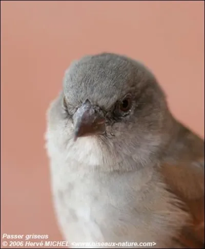 Le moineau friquet est souvent confondu avec le moineau de nos villes "le Pierrot", pourtant il a un signe distinctif, un point noir qui marque sa joue. Saurez-vous le reconnaître ?