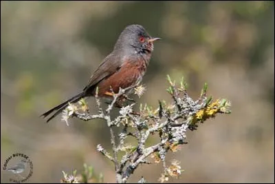 Son habitat préféré est la lisière des grandes forêts, les bois clairsemés, voire les landes parsemées de conifères. Trouvez la fauvette des jardins.