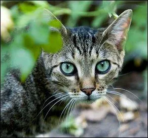 Quelle est cette race ?