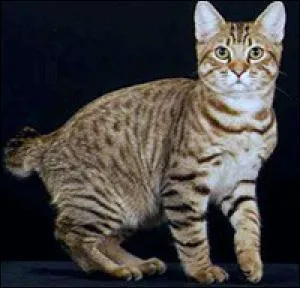 Quelle est cette race ?