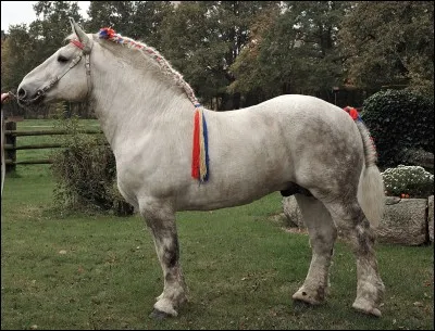 Un cheval de trait très gros :