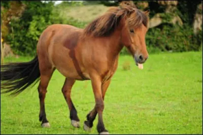 Un poney avec une allure très particulière des autres chevaux :