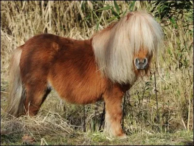 Quel est ce poney ?