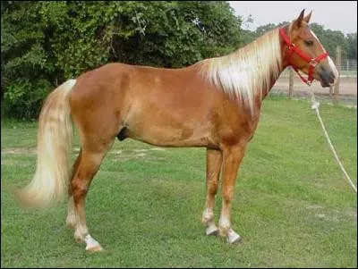 Cheval de compétition avant tout :