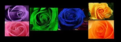 Une couleur qui te fait plaisir est le :