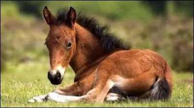 Comment appelle-t-on le petit du cheval ?