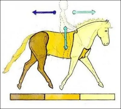 Comment s'appelle la partie marron du cheval ?