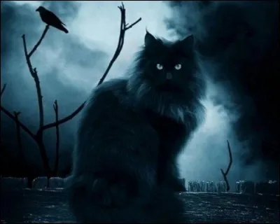 J'y vois très bien la nuit, et je suis "un chat" :