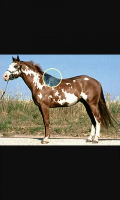 Comment appelle-t-on la bosse sur le dos du cheval ?
