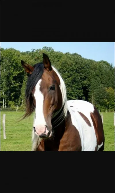 Quel est le nom de la robe d'un cheval à deux couleurs ?