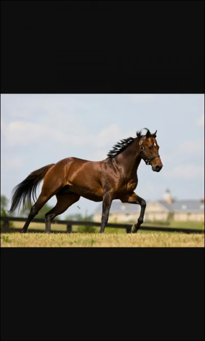 Combien de kilomètres parcourt un cheval au galop ?