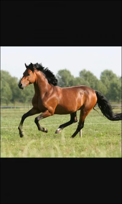 Quelle est la robe du cheval sur la photo ?