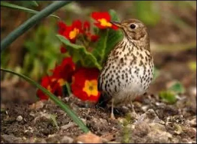 Quel est le nom scientifique de la grive musicienne ?