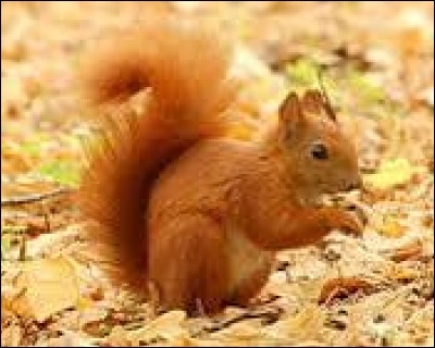 Comment s'appelle scientifiquement l'écureuil roux ?