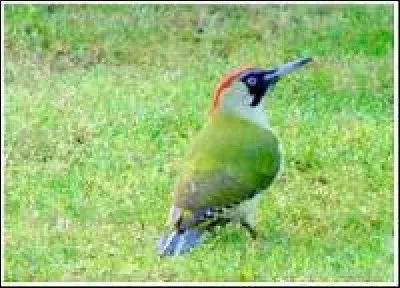 Quel est le nom scientifique du pivert ?