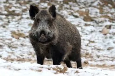 Comment s'appelle scientifiquement le sanglier ?