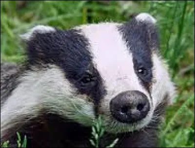 Quel est le nom scientifique du blaireau ?