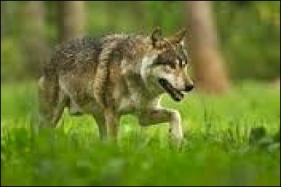 Quel est le nom scientifique du loup commun ?