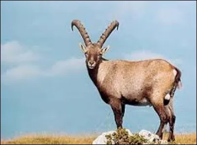 Quel est le nom scientifique du bouquetin ?