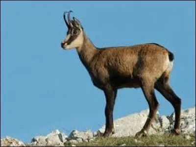 Comment s'appelle scientifiquement le chamois ?